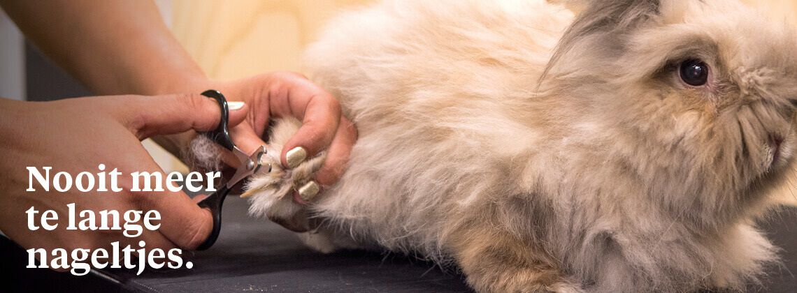 Nagelknipservice voor jouw konijn - € 6.95